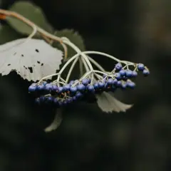 Niebieskie owoce czarnego bzu, gotowe do zbioru. Kiedy zbierać owoce czarnego bzu, by cieszyć się ich smakiem i właściwościami?